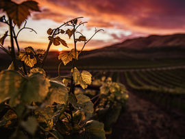 The Vineyard