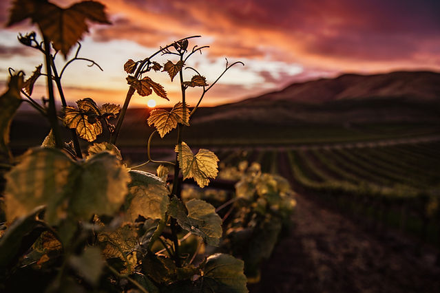 Image by Tim Mossholder