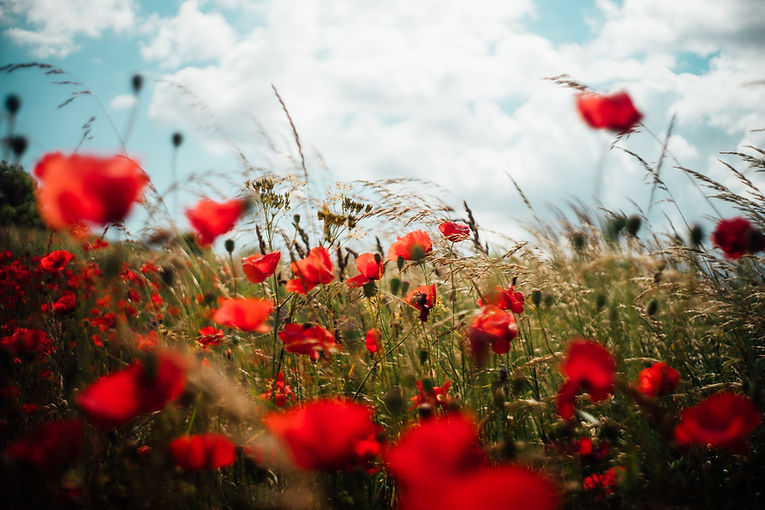 Image by Oscar Nord