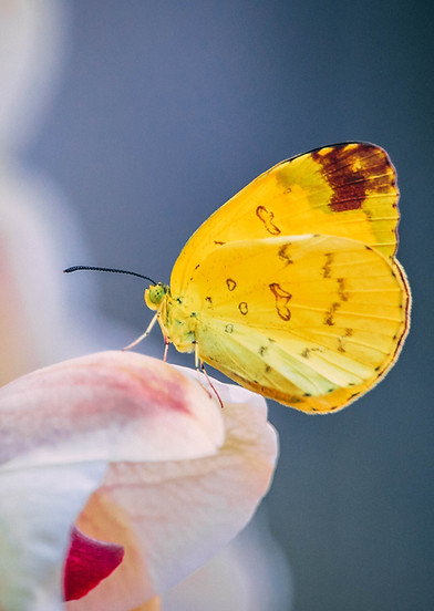 Image de Florin Tomozei