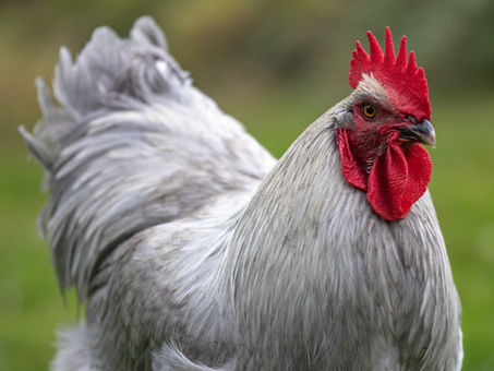 Fonti proteiche alternative alla farina di soia: una ricerca degli effetti sulla nutrizione delle razze di pollo a crescita lenta