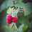 Thumbnail: Cascadian Wild Raspberry White Balsamic