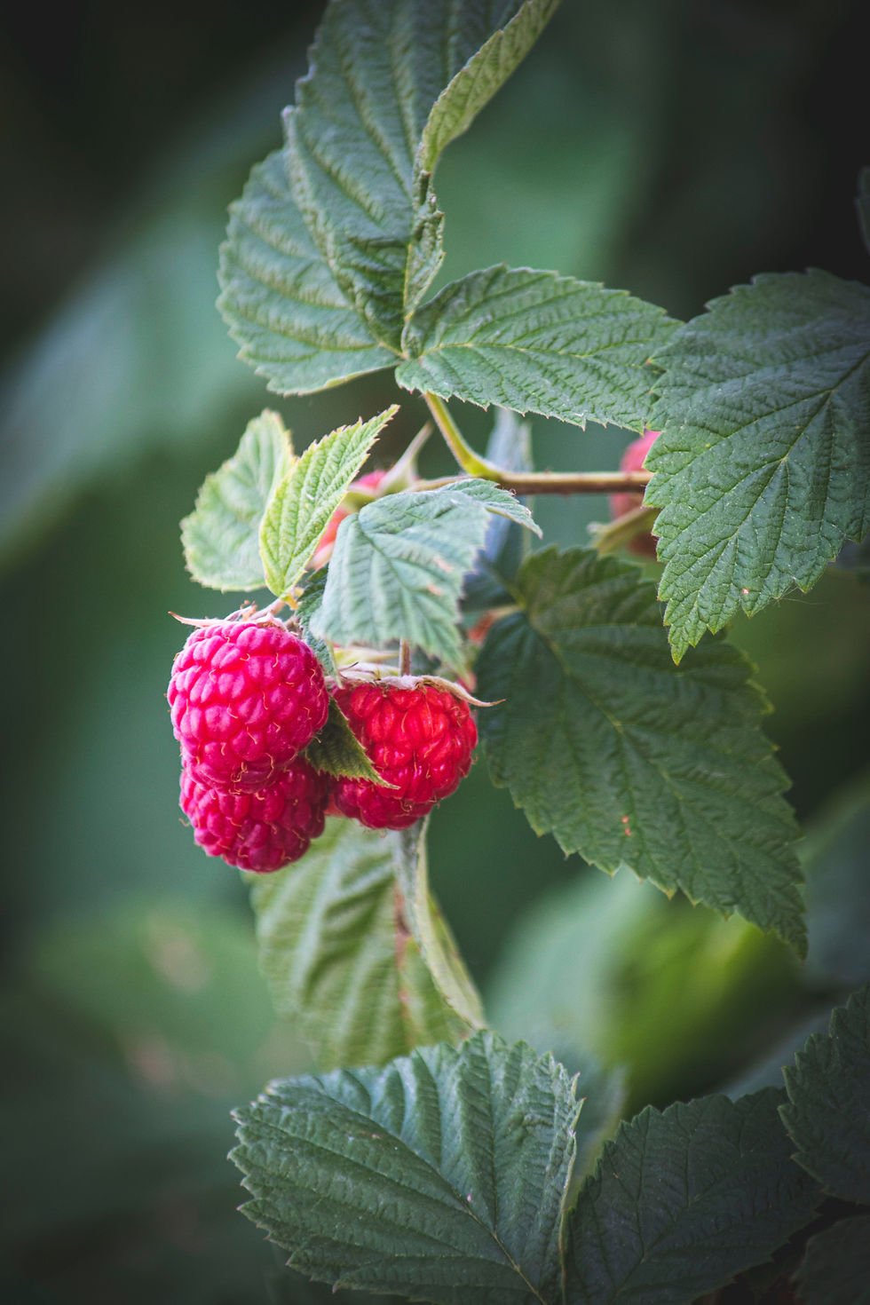 Cascadian Wild Raspberry White Balsamic