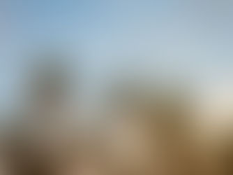 Palm Tree Maintenance and Removal