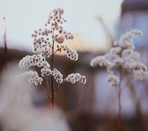 Image by Anastasia Lysiak
