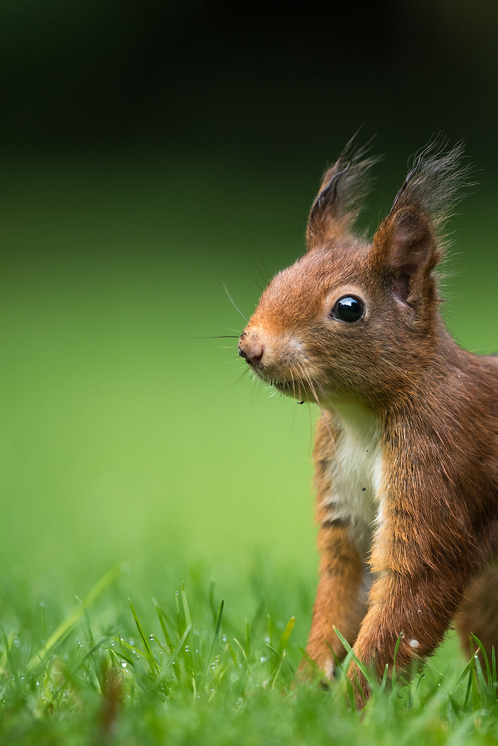 Squirrel with bright eyes, ready to travel