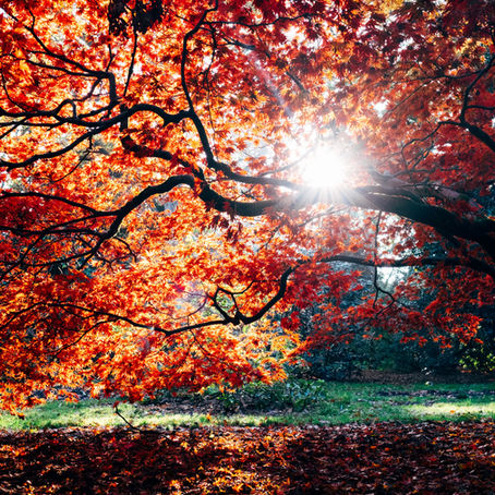 Autumn, a season for nature education: A little aside on working with the senses
