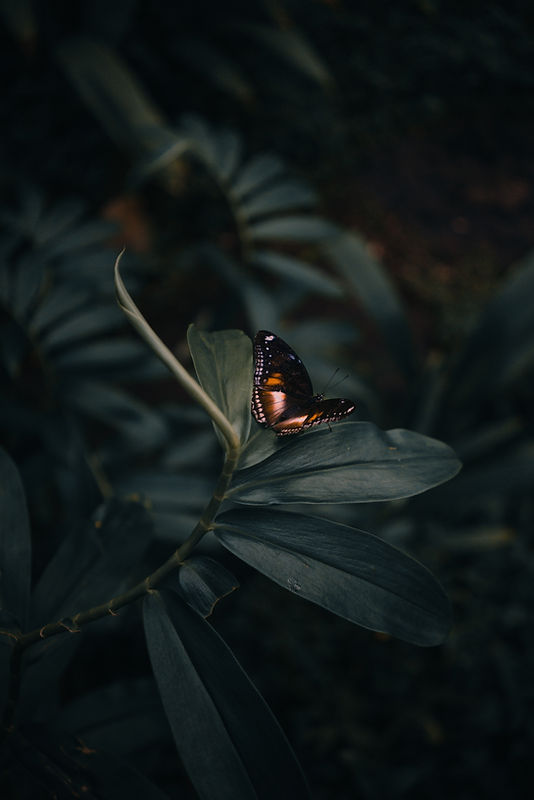 Image by Arun Clarke