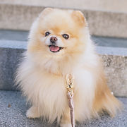 Cachorro pomerania caramelo