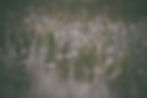 Image by Vanessa Ochotorena