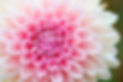 Image by Akira Hojo