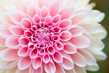 Image by Akira Hojo