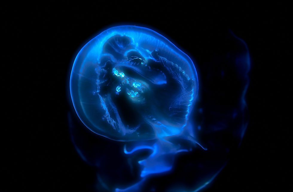 深海生物