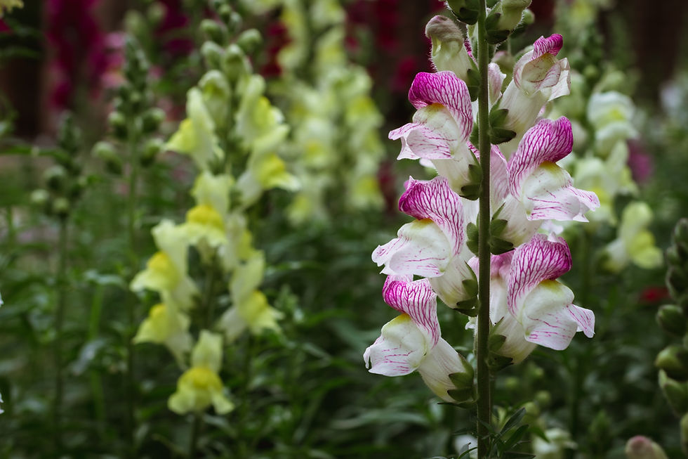 list of flowers