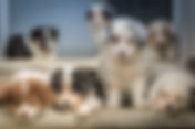 Tail Wagging Readers