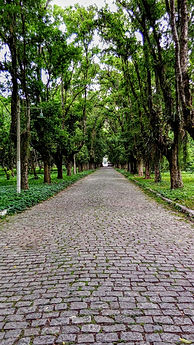 Path lined with trees in a park