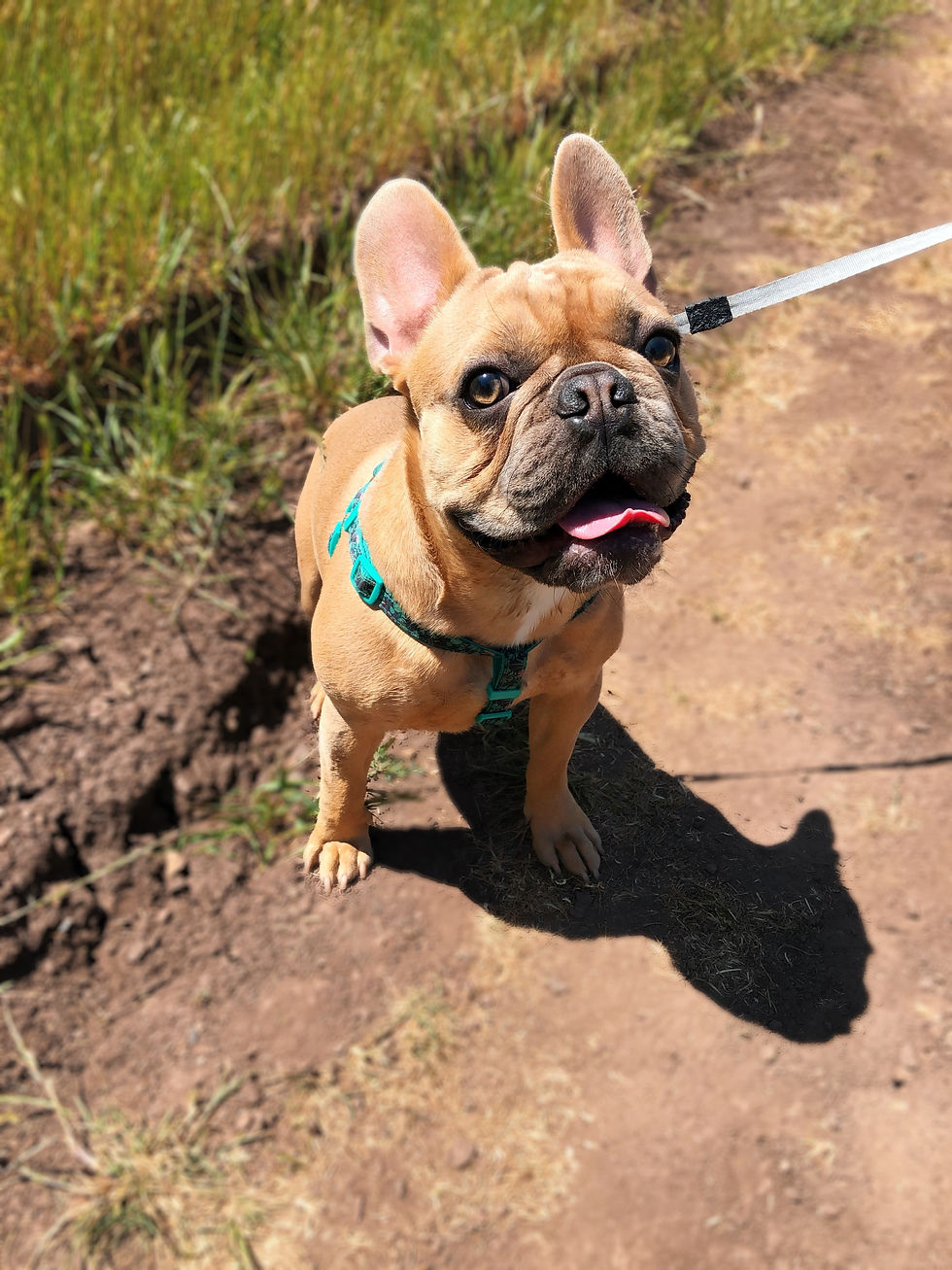 Pet Friendly Pousada Pedra e Sonhos