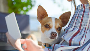 Pet Waggin Pet Care’s Guide to Building Your Profile on Time to Pet