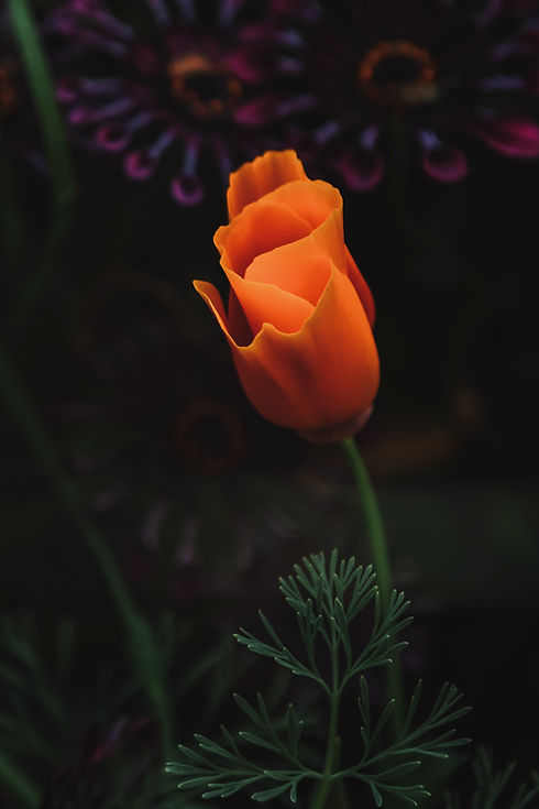 Image by Tim Mossholder
