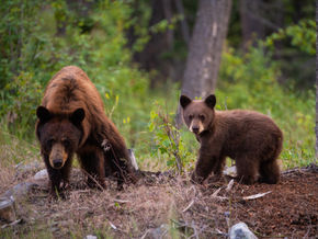 Avoid Wild Attack to your Herd this Fall