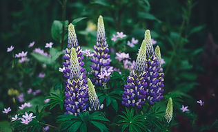 Image by Annie Spratt
