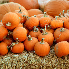 Peanut Butter Pumpkin Dip