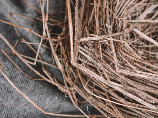 THE STIRRING OF THE NEST