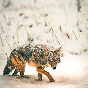 Image by Casey Horner