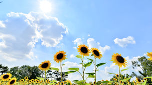 Sunflowers seen from below, with a bright blue sky and trees behind them. End ID.