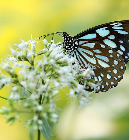 Image by Boris Smokrovic