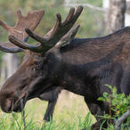 Moose