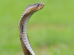 "Coelhinho"