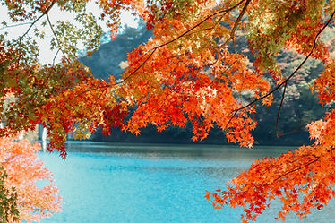 Momiji
