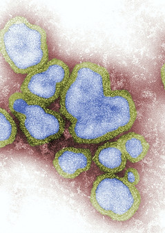 Image by CDC