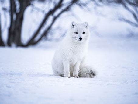Why Choose the Arctic for Wildlife?