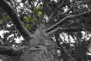 Sturdy tree represents being dependable with Peninsula Family Coaching