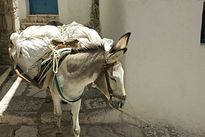 Image by Luis Palicio