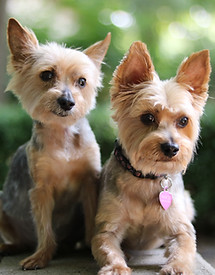 Healthy Paws | Norfolk NE