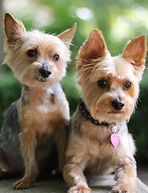Healthy Paws | Norfolk NE