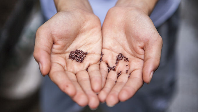 U.S. Identifies 'Mystery Seeds' From China