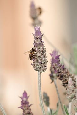 Image by Mónica Ballester