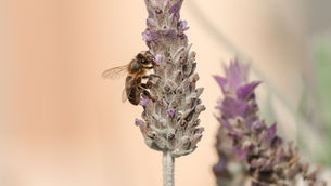 Feelings and Emotions Part 2