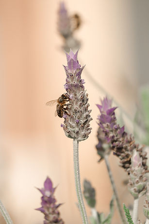 Image de Mónica Ballester