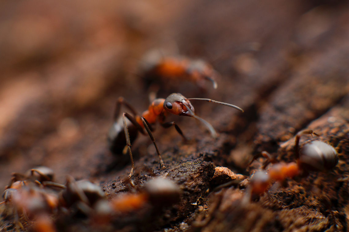 Image by Mikhail Vasilyev