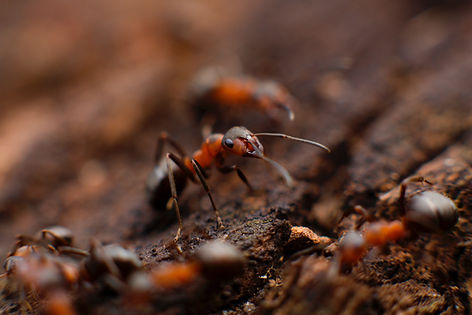 Ants on the ground