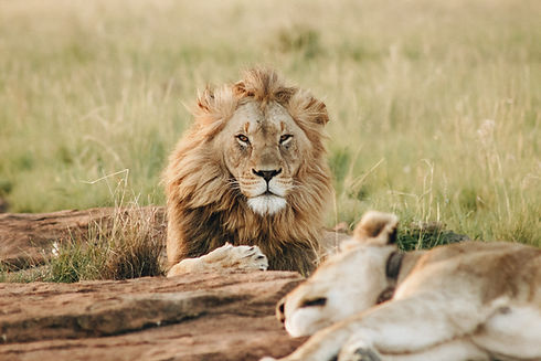 Image by Wade Lambert