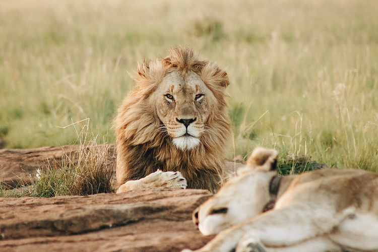 Image by Wade Lambert
