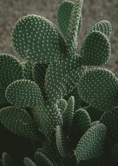 Image by Jakob Owens