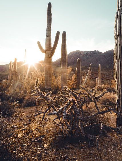 Image by Dylan Sauerwein