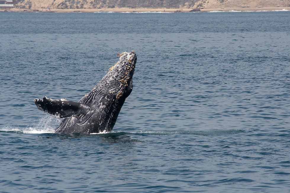 A humpback whale breaches the ocean surface, its body partially out of the water, against a backdrop of distant sandy cliffs under a clear sky.